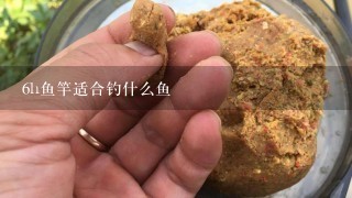 6h鱼竿适合钓什么鱼