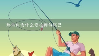 热带鱼为什么爱咬鲤鱼尾巴