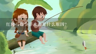 红斑马鱼全浮水面是什么原因？