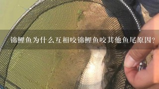 锦鲤鱼为什么互相咬锦鲤鱼咬其他鱼尾原因？