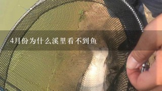 4月份为什么溪里看不到鱼