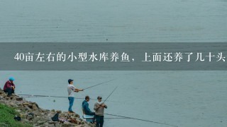 40亩左右的小型水库养鱼，上面还养了几十头猪，没有