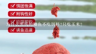 为什么黑坑的鲫鱼不吃饵料?只吃玉米？