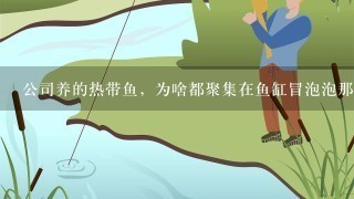 公司养的热带鱼，为啥都聚集在鱼缸冒泡泡那里