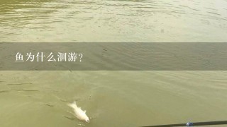 鱼为什么洄游？