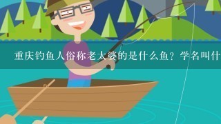 重庆钓鱼人俗称老太婆的是什么鱼？学名叫什么？