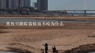 黑鱼只跟踪雷蛙而不咬为什么