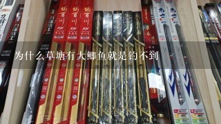 为什么草塘有大鲫鱼就是钓不到