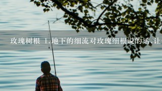 玫瑰树根 1.地下的细流对玫瑰细根说的话,让你感受到了什么?2.你从“卑微的树根...