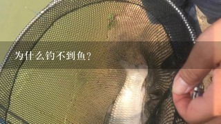 为什么钓不到鱼？