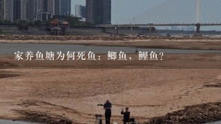 家养鱼塘为何死鱼：鲫鱼，鲤鱼？