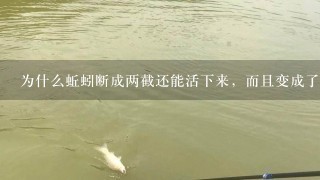 为什么蚯蚓断成两截还能活下来，而且变成了两条