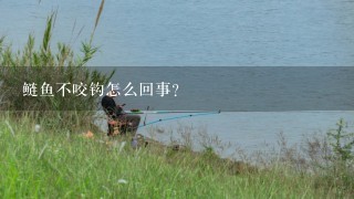 鲢鱼不咬钩怎么回事？