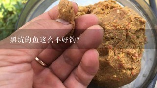 黑坑的鱼这么不好钓？