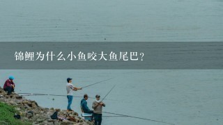 锦鲤为什么小鱼咬大鱼尾巴？