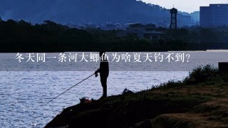 冬天同1条河大鲫鱼为啥夏天钓不到？