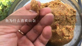 鱼为什么喜欢山奈