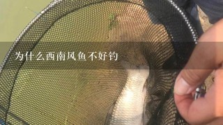 为什么西南风鱼不好钓