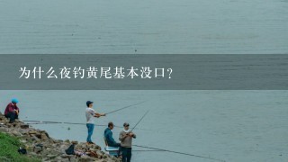 为什么夜钓黄尾基本没口？