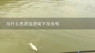 为什么黑漂送漂提竿没鱼呢