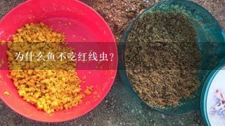 为什么鱼不吃红线虫？