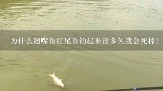 为什么翘嘴鱼红尾鱼钓起来没多久就会死掉？