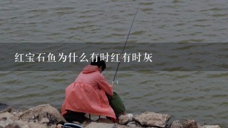 红宝石鱼为什么有时红有时灰