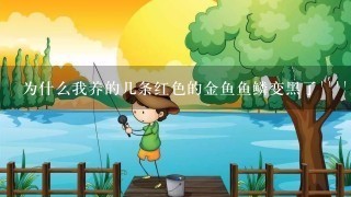 为什么我养的几条红色的金鱼鱼鳞变黑了''''