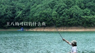 王8钩可以钓什么鱼