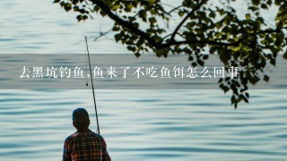 去黑坑钓鱼,鱼来了不吃鱼饵怎么回事