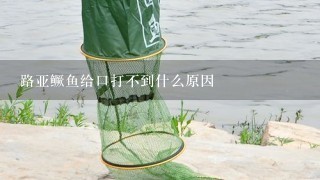 路亚鳜鱼给口打不到什么原因