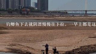 钓鲫鱼下去就阴漂慢慢往下拉，1早上都是这样.怎么