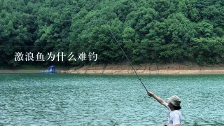 激浪鱼为什么难钓