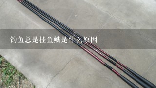 钓鱼总是挂鱼鳞是什么原因