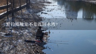 野钓鲢鳙是不是选回水湾？