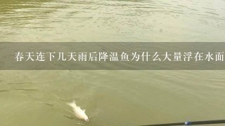 春天连下几天雨后降温鱼为什么大量浮在水面