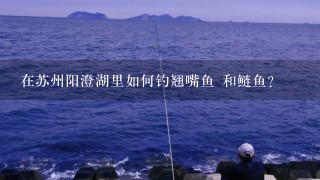 在苏州阳澄湖里如何钓翘嘴鱼 和鲢鱼？