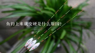 鱼钓上来就变硬是什么原因？