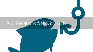 冬天水库用红虫为什么钓不到鱼