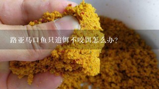 路亚马口鱼只追饵不咬饵怎么办？