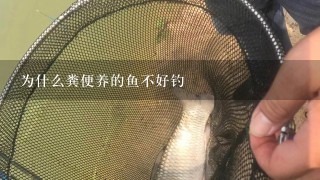 为什么粪便养的鱼不好钓