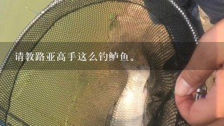 请教路亚高手这么钓鲈鱼。