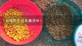 鱼为什么喜欢麝香味？