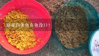 路亚白条鱼有鱼没口？