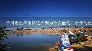 千川鲤鱼竿竿稍这么细为什么能钓几十斤的鱼