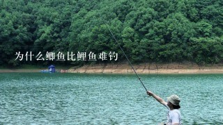 为什么鲫鱼比鲤鱼难钓