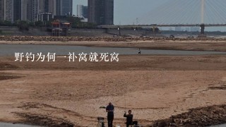 野钓为何1补窝就死窝