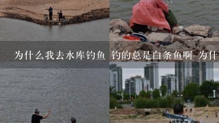 为什么我去水库钓鱼 钓的总是白条鱼啊 为什么钓不上鲫鱼啊？水很干净