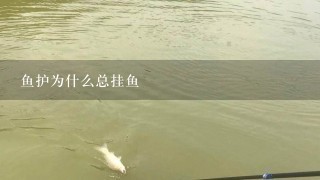 鱼护为什么总挂鱼