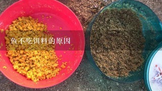 鱼不吃饵料的原因